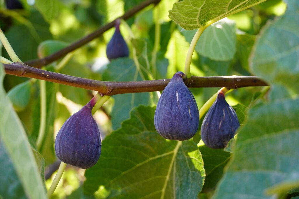 figs growing on a tree